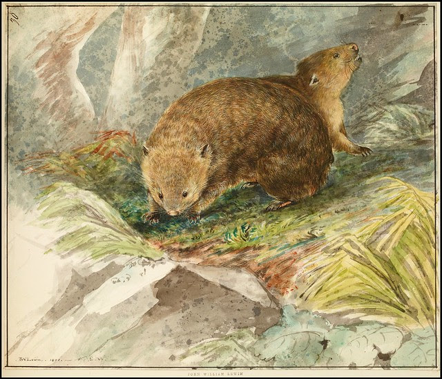 Wombats 1801