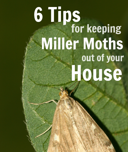 39 Awesome Is Moth Harmful To Cats - Insectpedia
