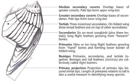 Bird Bird Wing Anatomy