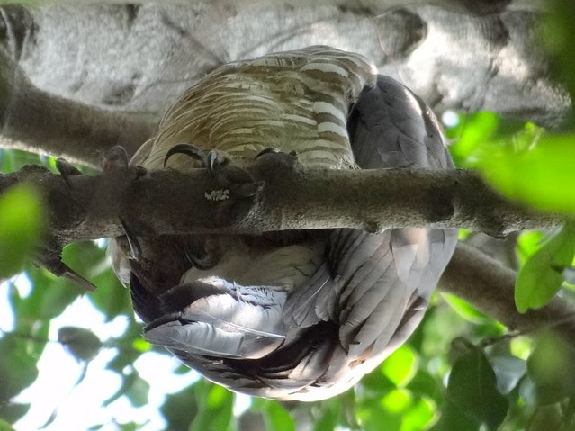 鳳頭蒼鷹/無限台南