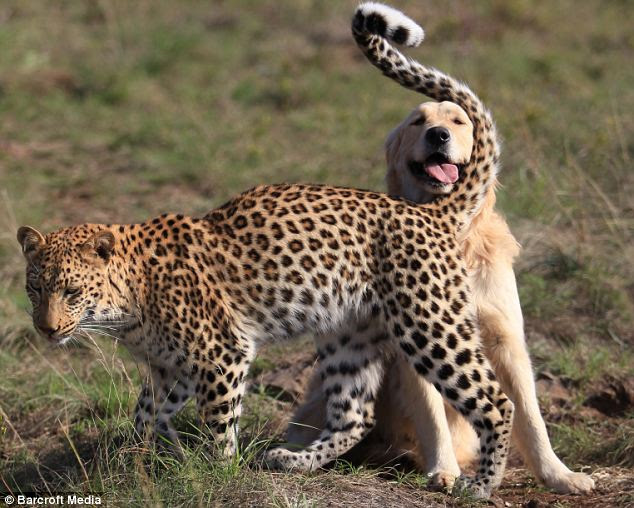Playmates: Tommy and Salati enjoy a bit of rough and tumble in the South African bush