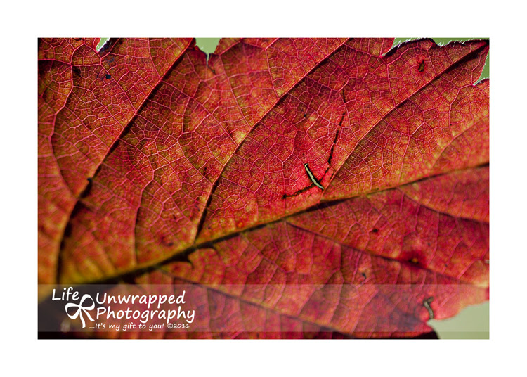 Oct1411_0028ew