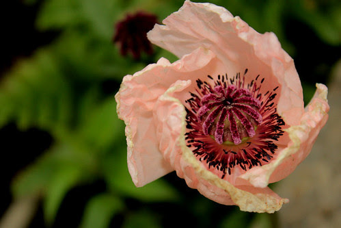 Last poppy flower
