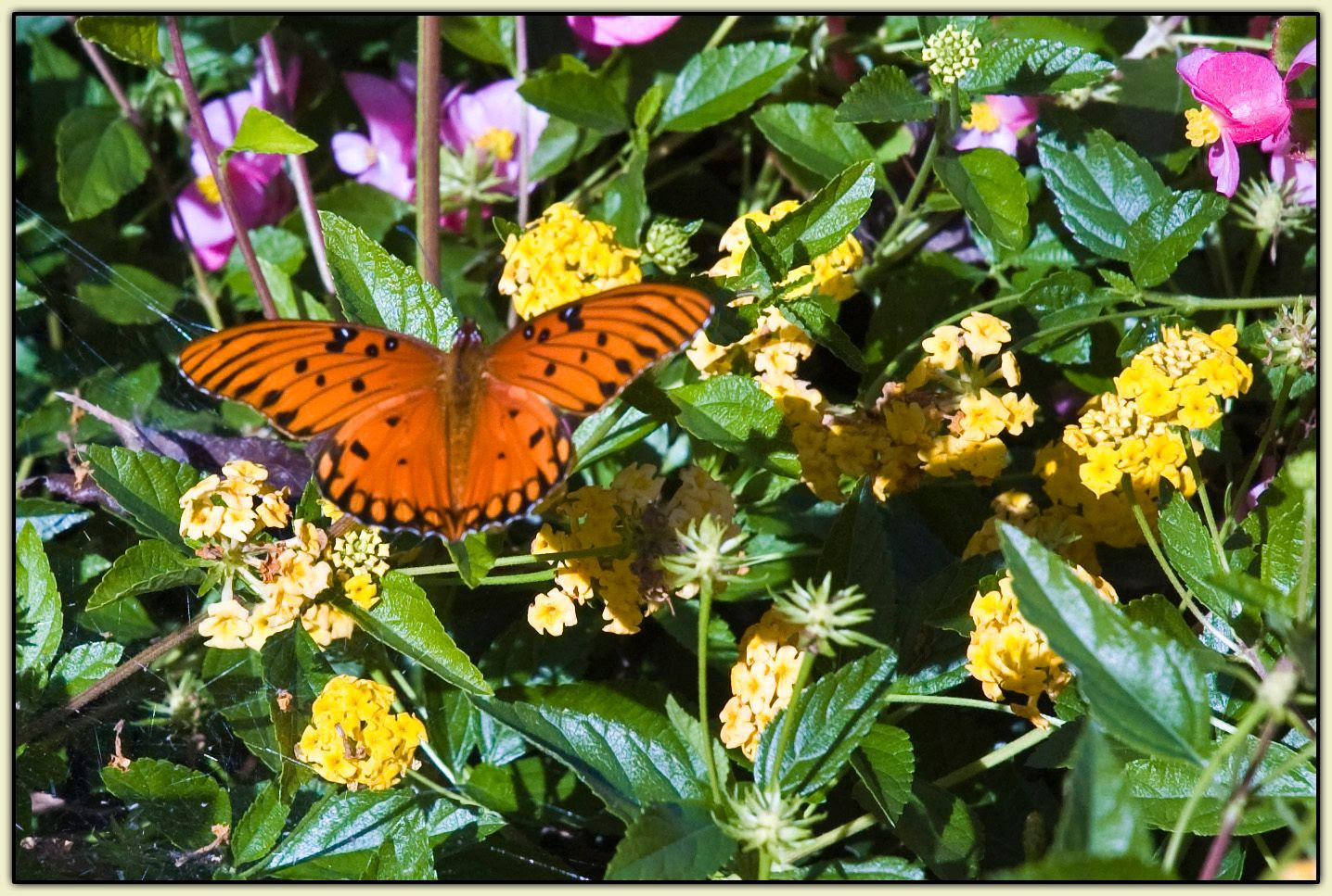 Gulf Fritillary