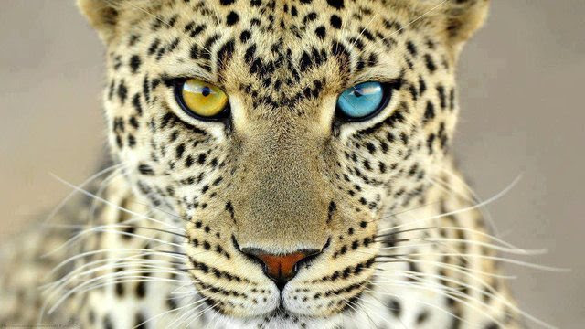 新着iphone 壁紙 動物 かっこいい 最高の花の画像