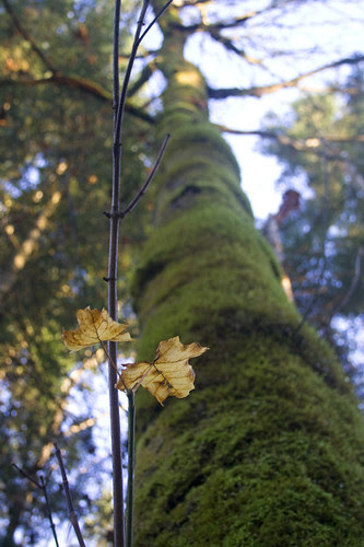last small leaves, mossy trunk
