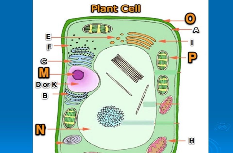 Plant Cell Smooth Er And Rough Er Idaman