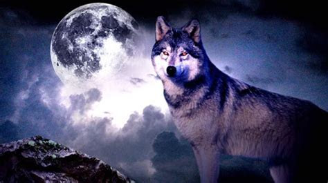 Wolf 3D live wallpaper for Android. Wolf 3D free download Wolf 3D live wallpaper for Android. Wolf 3D free download