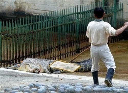 Crocodile bit off the hand of a veterinarian in April 2007 at the zoo in Taiwan Shou Shan Zoo sick crocodile bit off the hand of a veterinarian when the doctor approached the reptile to make cauterized & amp; hellip;