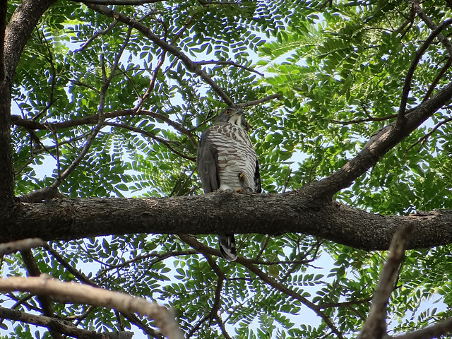 鳳頭蒼鷹/無限台南