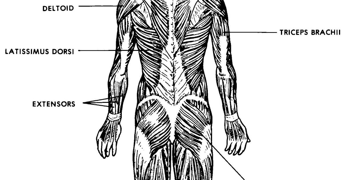 Back Muscles Diagram Simple Female Muscle Diagram And Definitions