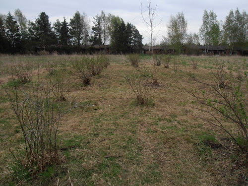 kevät 2013 027