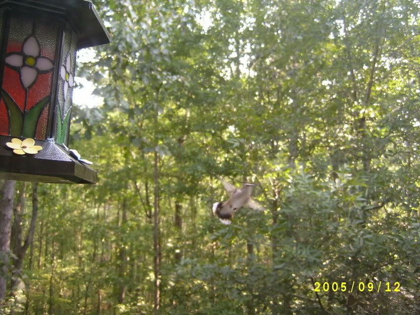 Hummingbird flying in to see the human