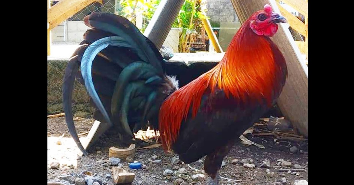 Gambar Ayam Philipin Ninja 16 Jenis Ayam Filipina Ayam Peruvian