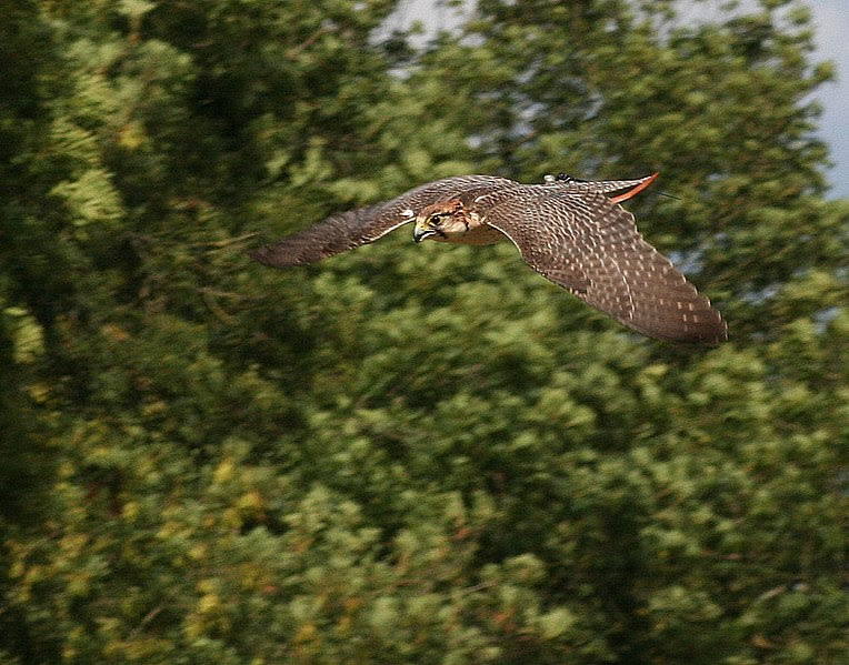 File:Falco biarmicus dive.jpg