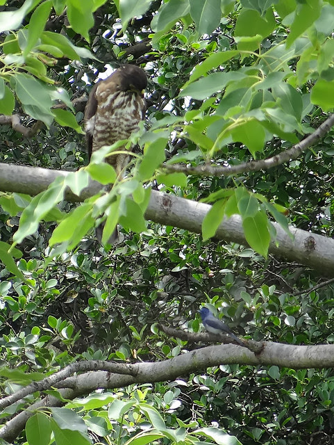 鳳頭蒼鷹/無限台南