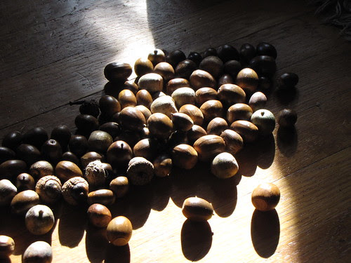 acorn pile