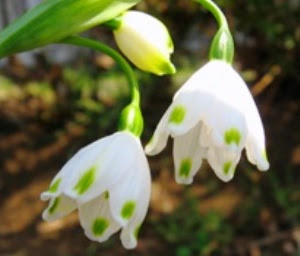 新しい4 月16 日誕生花 画像hd