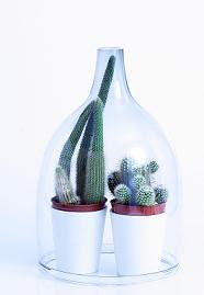 terrarium