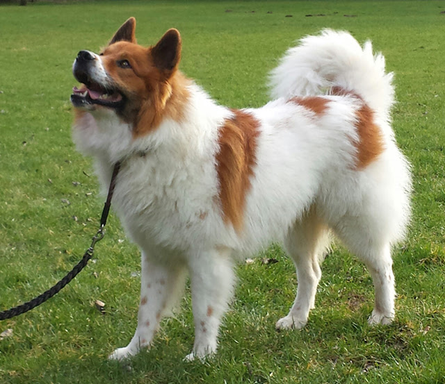 owalo design Glatthaar Elo Hunderasse