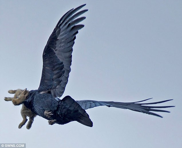 A raven was spotted flying with a rabbit in his beak near Marazion Marsh in Cornwall