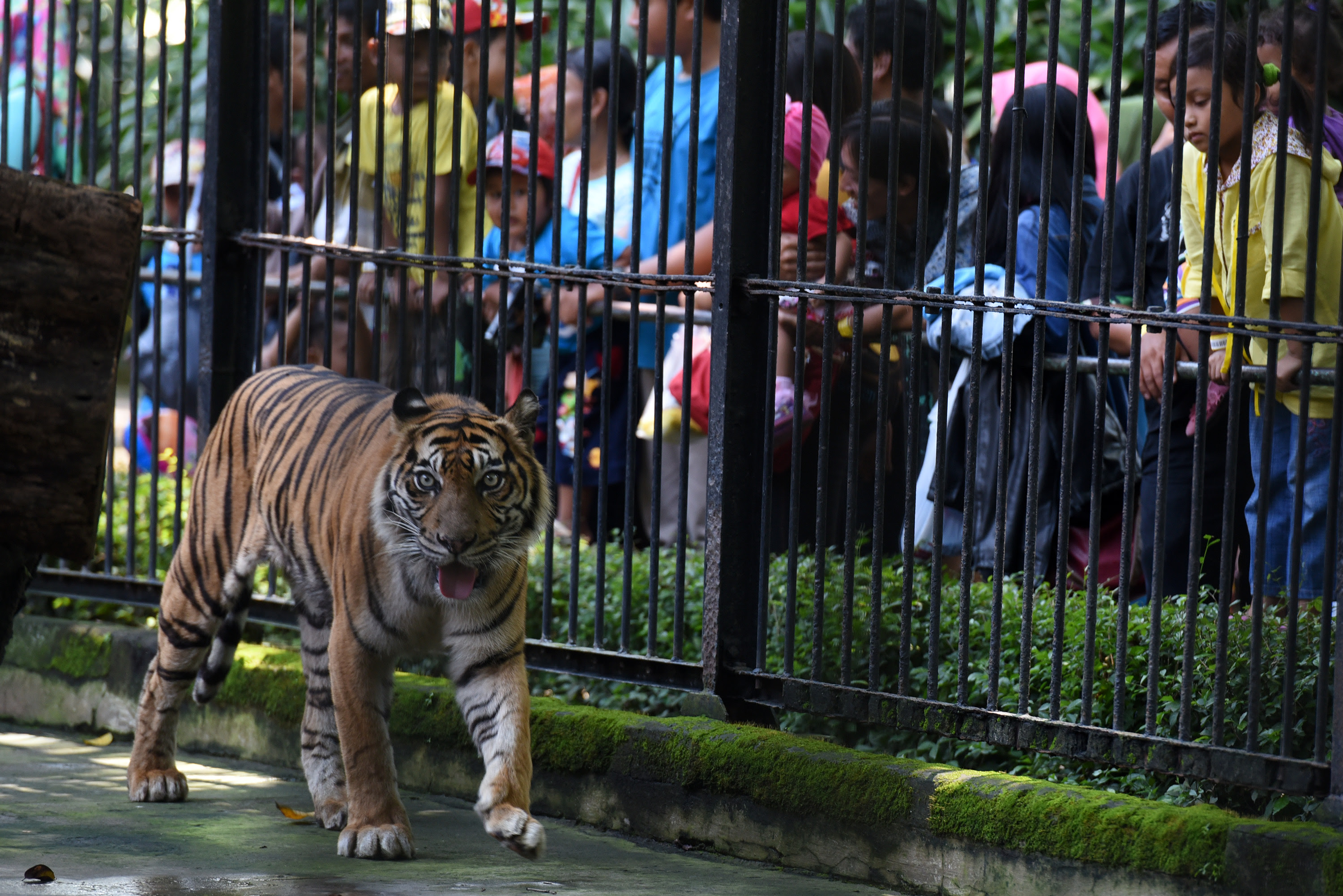 hewanterlangka2016 kebun binatang di jawa timur Images