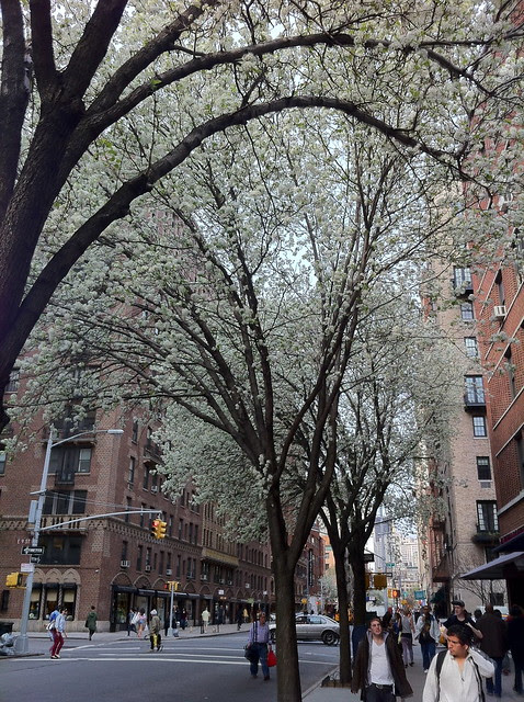 A Walk for the Blooming Trees