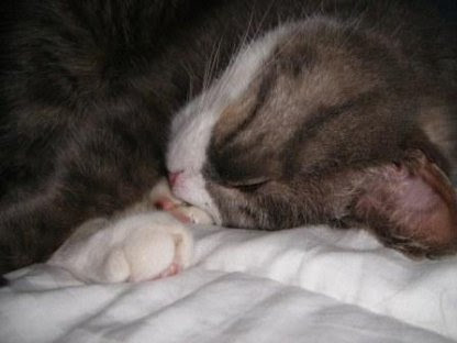 lbsleeping on his head