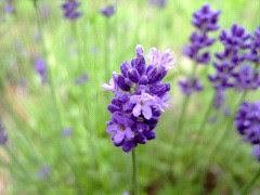 すべての花の画像 最高のラベンダー 羊蹄