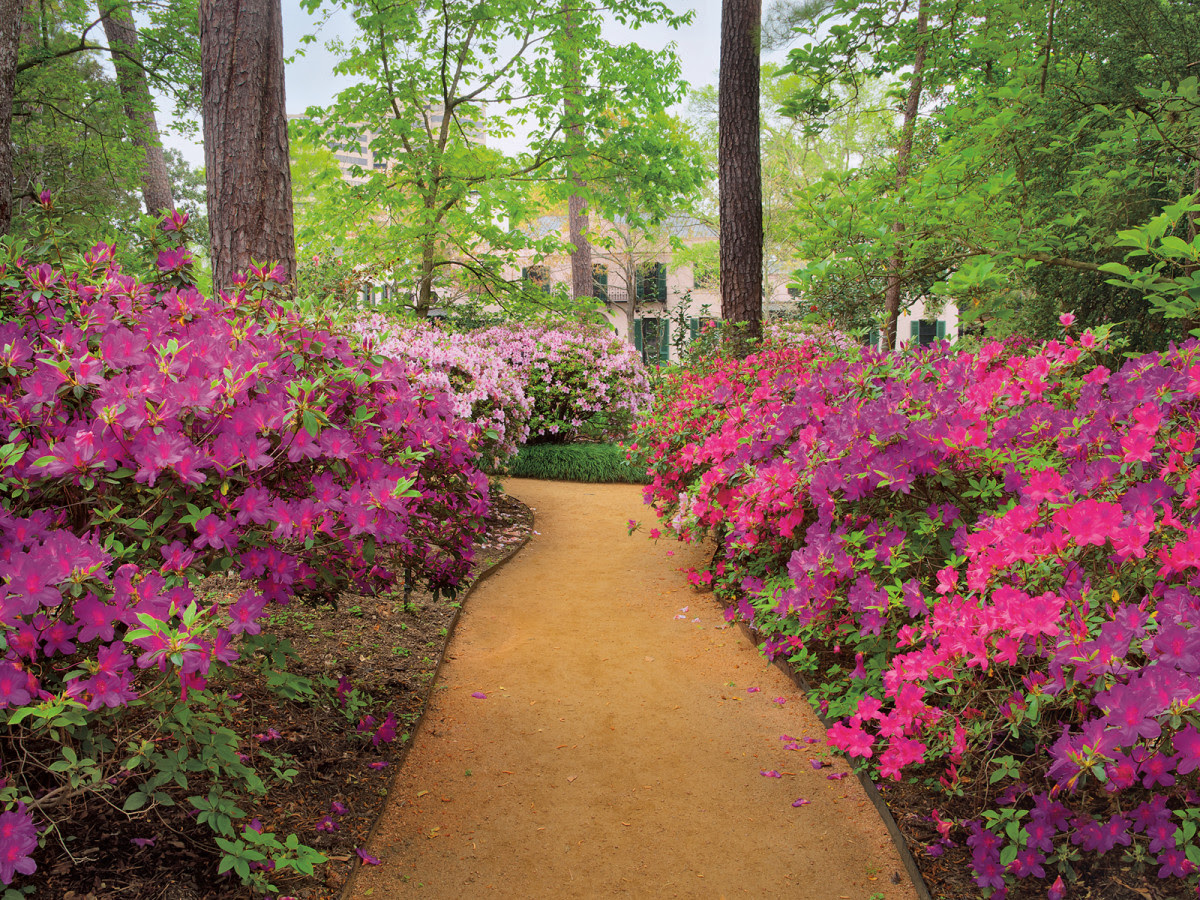 Marsha Harris Scott Splenderosa Houston's Azalea Trail 3