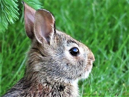 What Do Wild Rabbits Eat? Wild Rabbits All Details