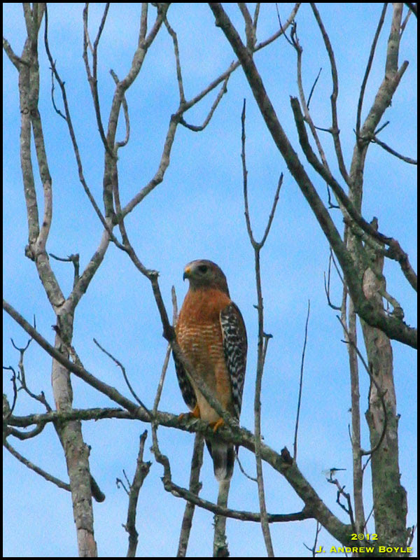 Red-shouldered Hawk Red-shouldered Hawk