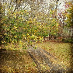 #driveway After #Sandy #newhampshire #leaves #leaf #fall #newengland