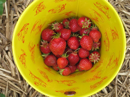 Bucket of berries by Eve Fox, Garden of Eating blog, copyright 2011