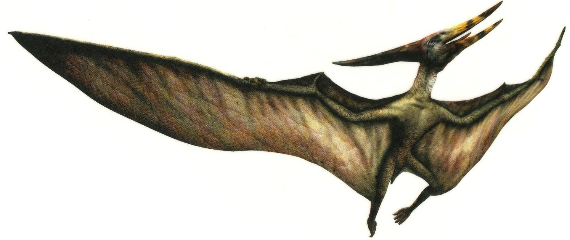 Птерадон. Птерозавр Птеранодон. Птеранодон Jurassic Park 3. Птерозавр Диморфодон. Юрский период птеродактиль.