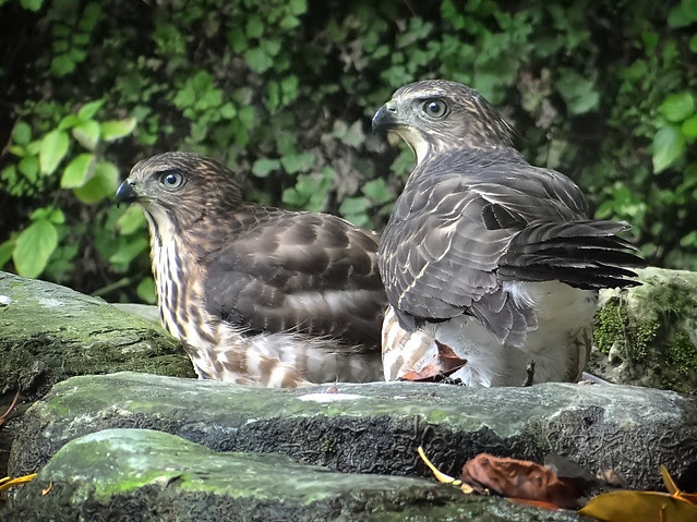 鳳頭蒼鷹/無限台南