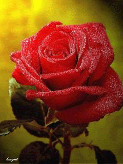 Прекрасная роза в капельках
