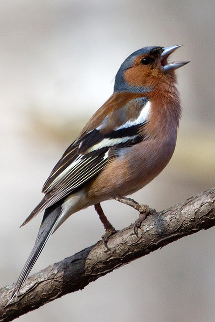 Singing chaffinch