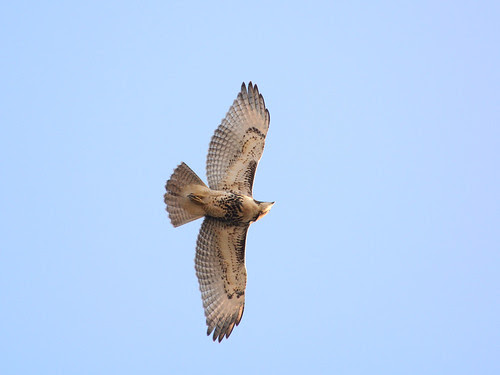 Fledge over 113th St.