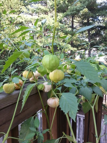 tomatillos