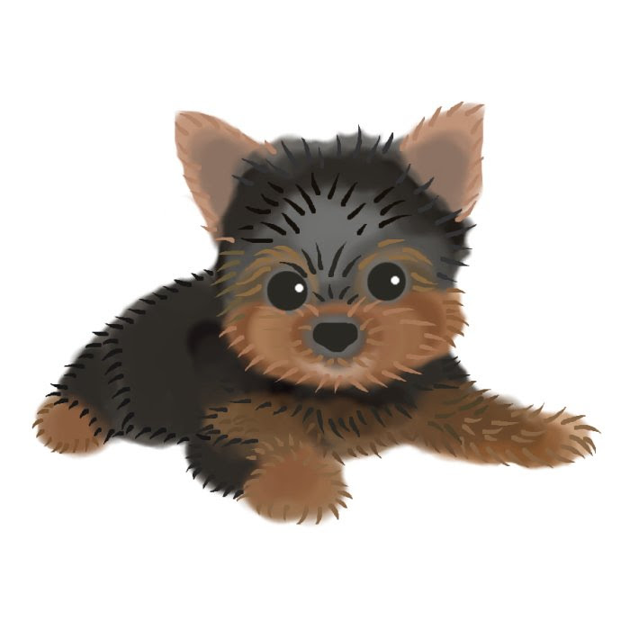 ヨークシャーテリア1 カラー 犬の無料イラスト 動物素材