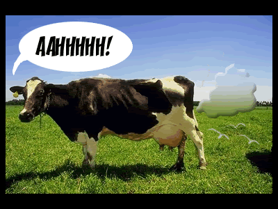 Farting cow
