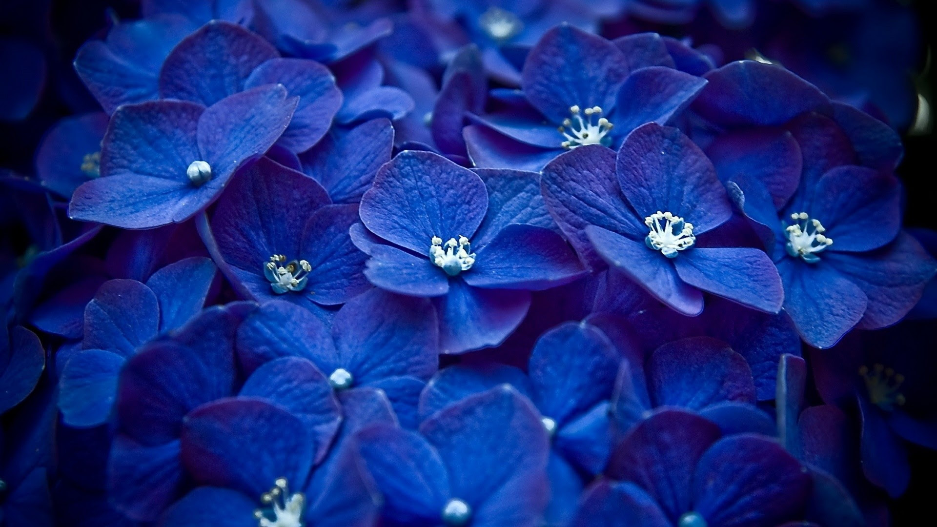 1 Blue Flower ~ Flower