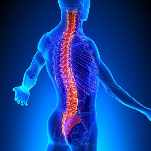 columna cervical