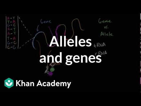 How Do Proteins Relate To Traits - Alleles Definition Allele Vs Gene ...