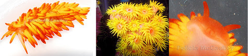 Tubastrea-Nudi-2