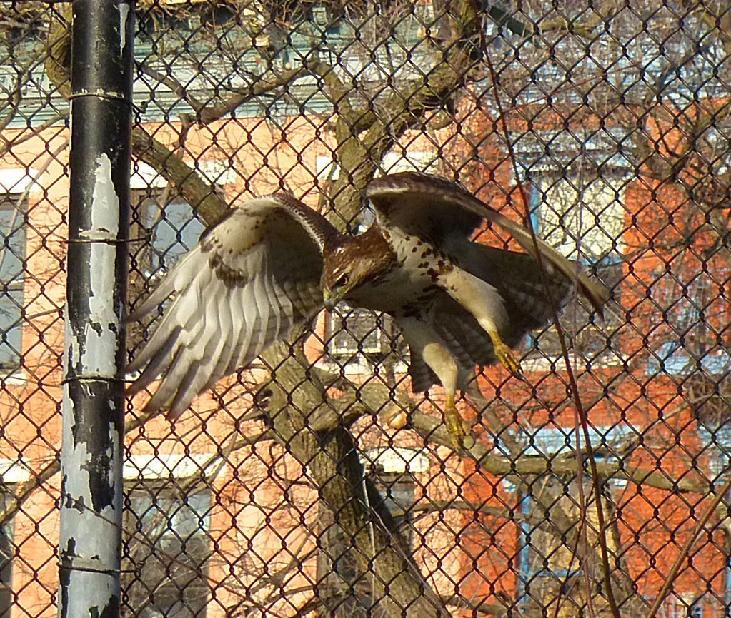 Red tail in Tompkins Square