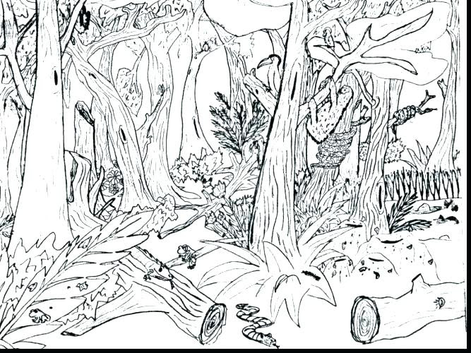 Download 230+ Rainforest S Coloring Pages PNG PDF File ...