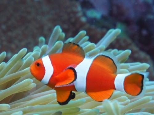 動物画像無料 綺麗な魚 可愛い
