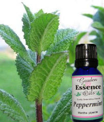 Garden Essence Oils Peppermint